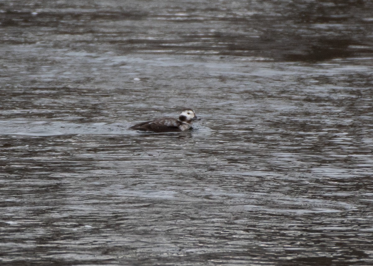 Long-tailed Duck - ML614320260
