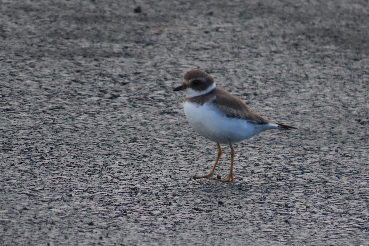 Semipalmated Plover - ML614320374