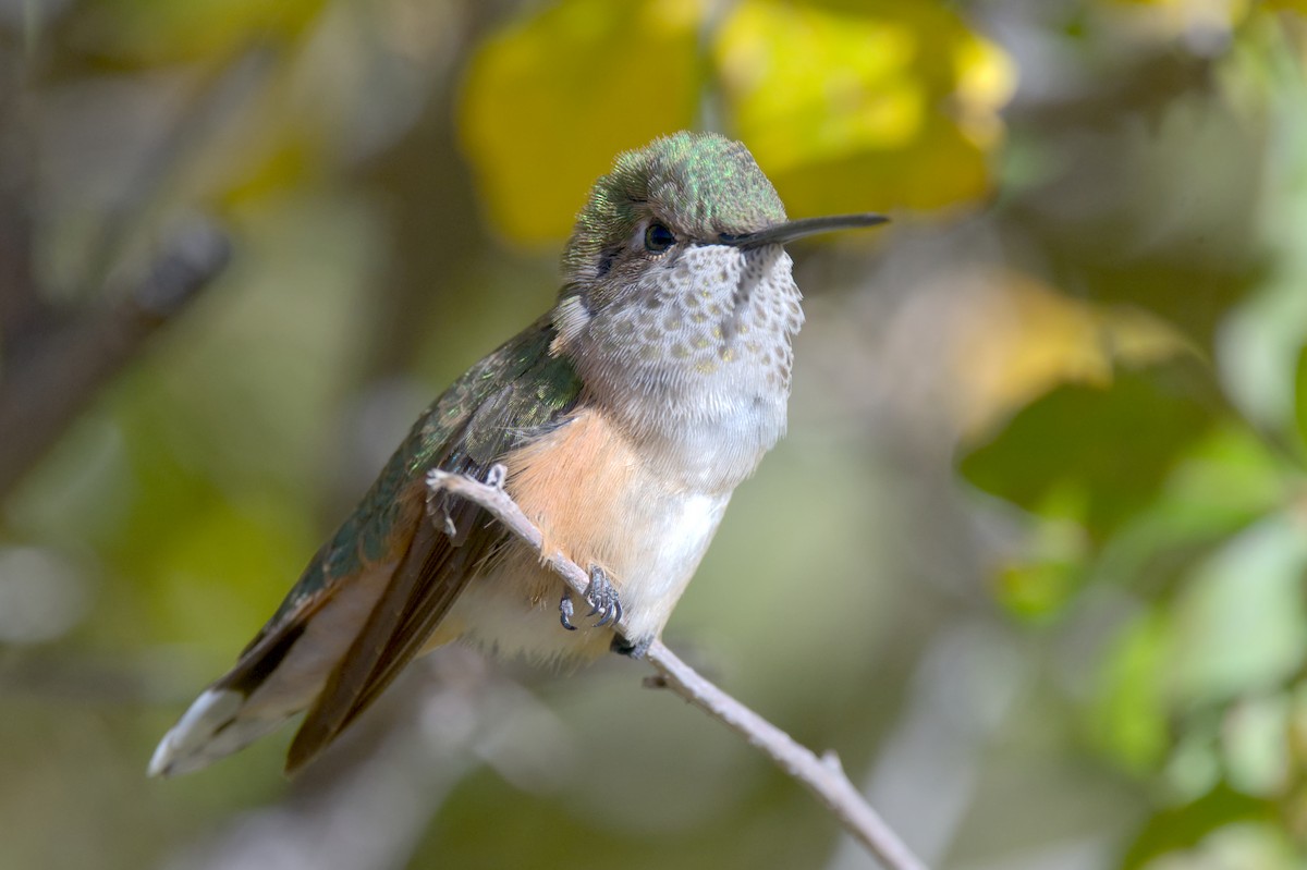 Broad-tailed Hummingbird - ML614320436