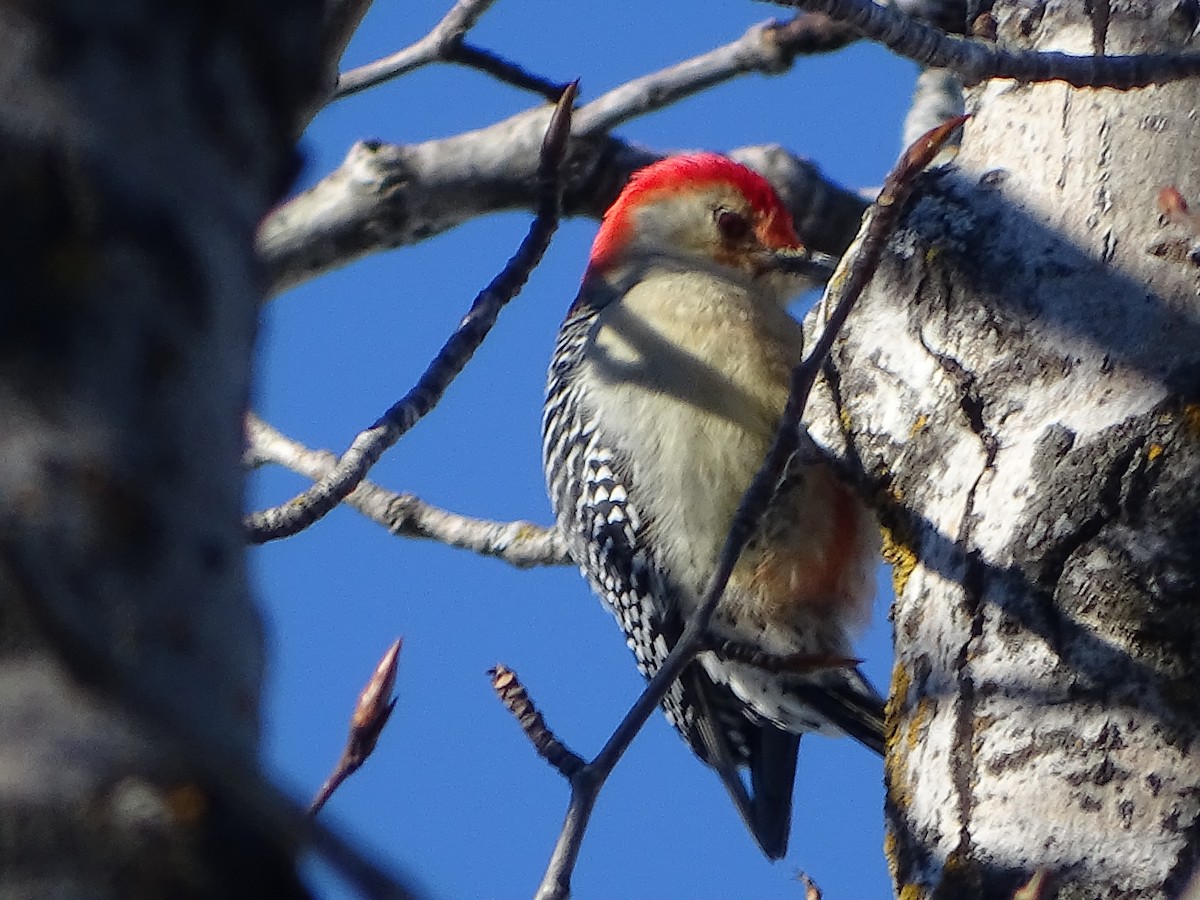 Red-bellied Woodpecker - Balec family