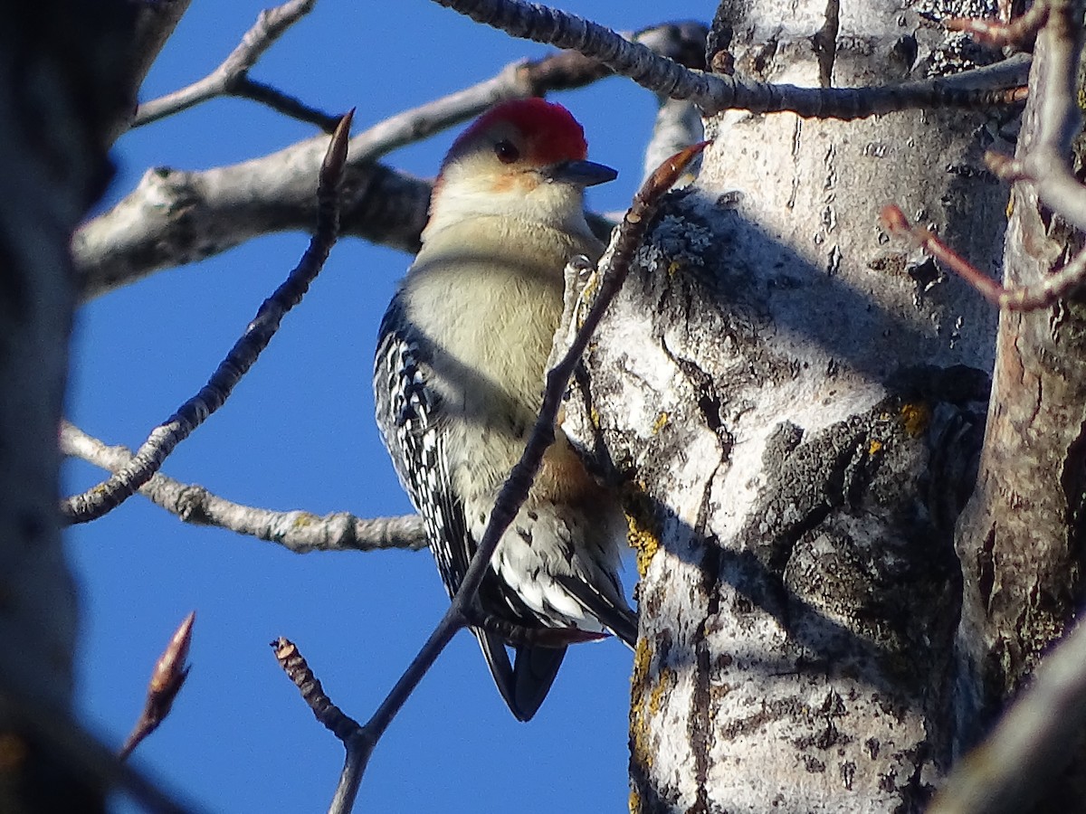 Red-bellied Woodpecker - ML614320452