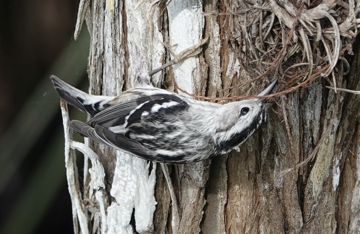 Black-and-white Warbler - ML614320517