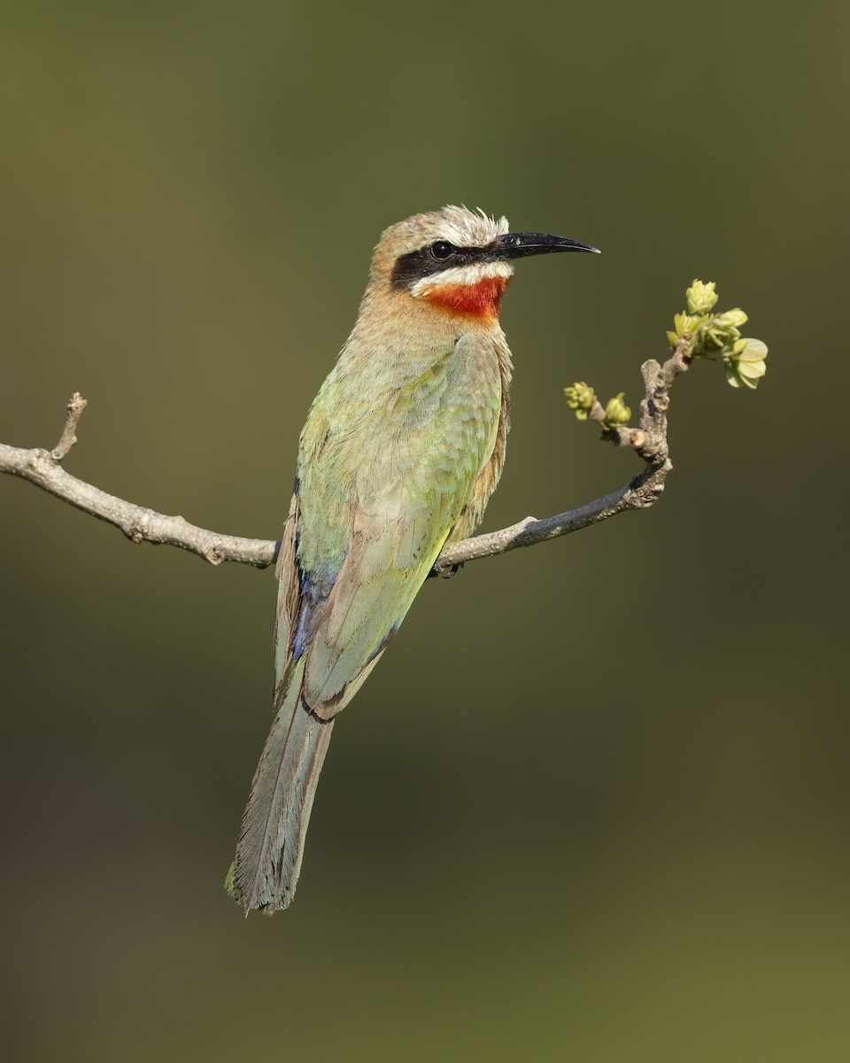 White-fronted Bee-eater - Dorian Anderson