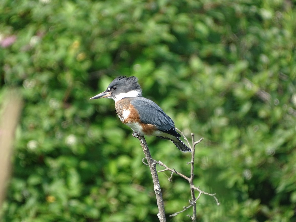 Belted Kingfisher - ML614320722