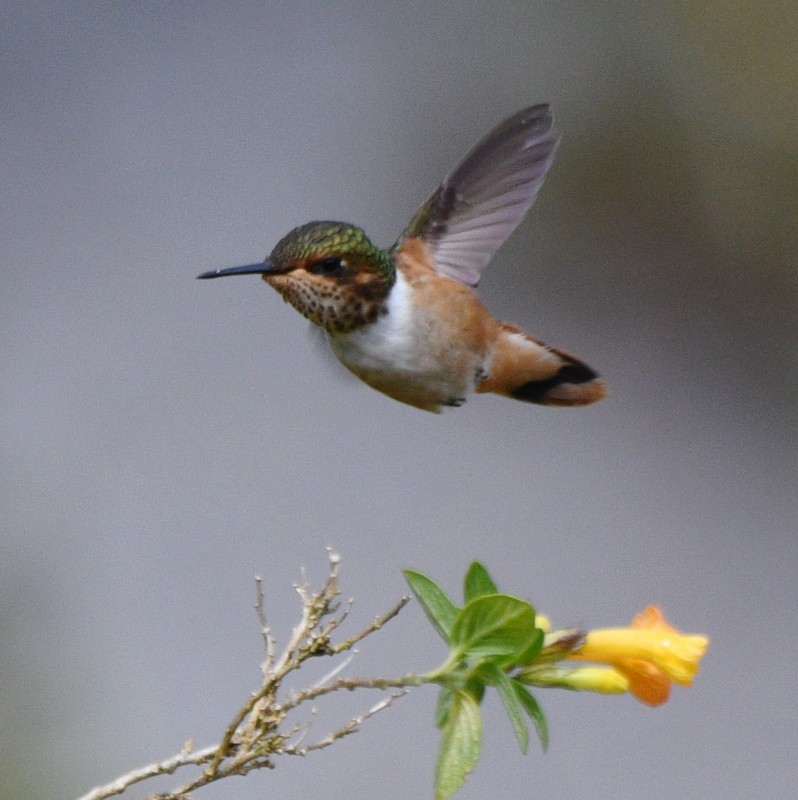Scintillant Hummingbird - Jos Simons