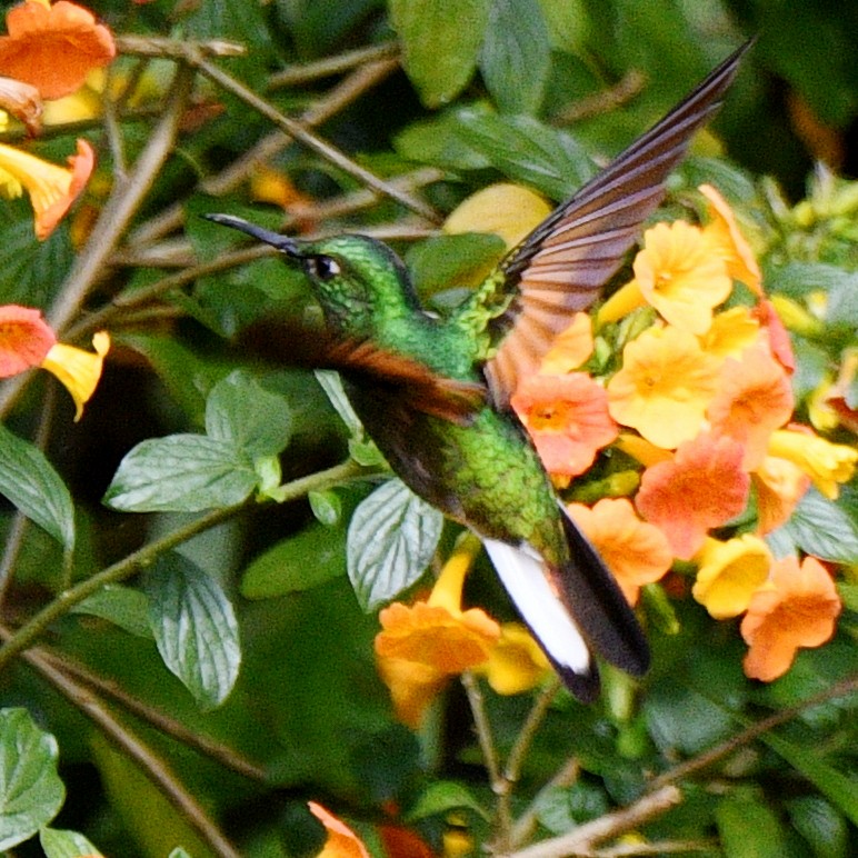 Stripe-tailed Hummingbird - ML614320974