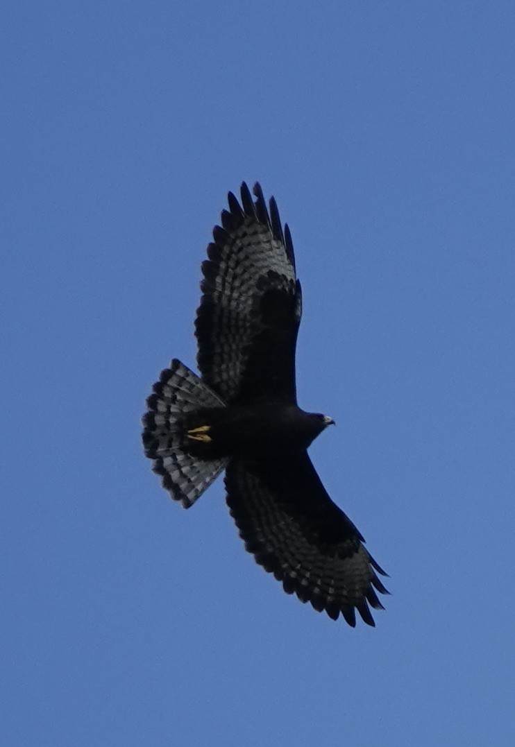 Short-tailed Hawk - ML614321028