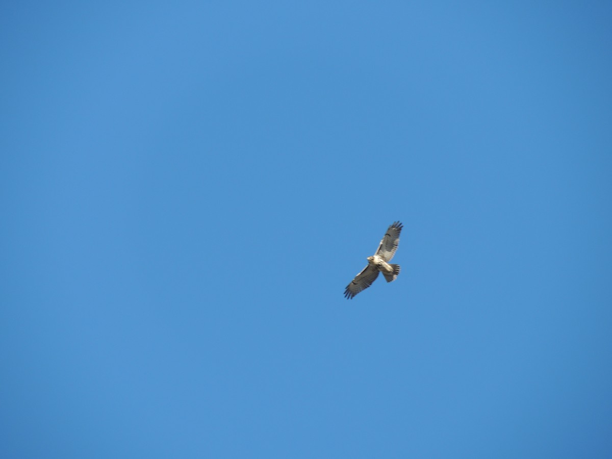 Red-tailed Hawk - ML614321087