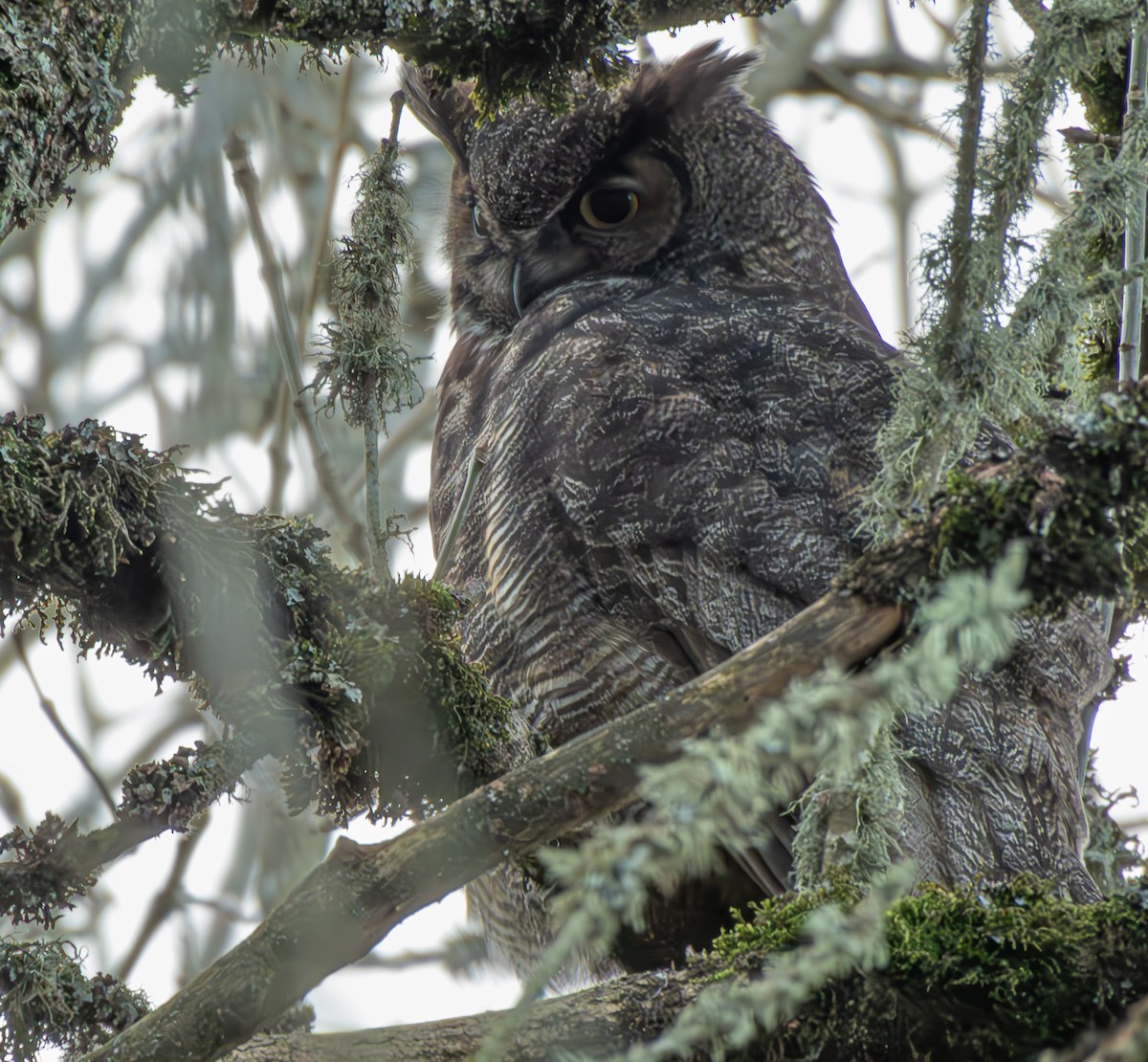 Great Horned Owl - ML614321166