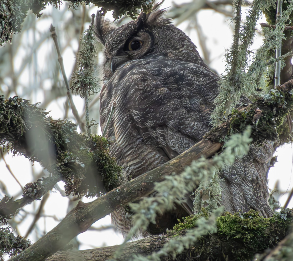 Great Horned Owl - ML614321167