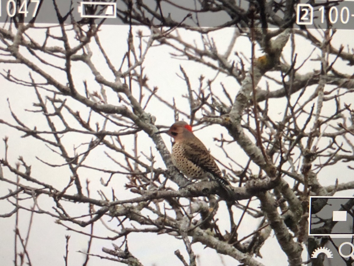 eBird Checklist 2 Feb 2024 Cape Cod National SeashoreSalt Pond