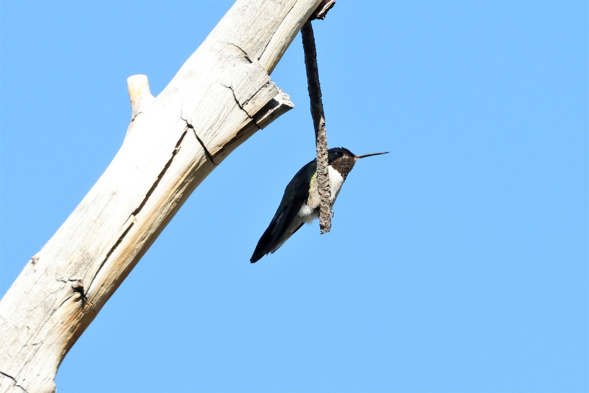Black-chinned Hummingbird - ML614321244