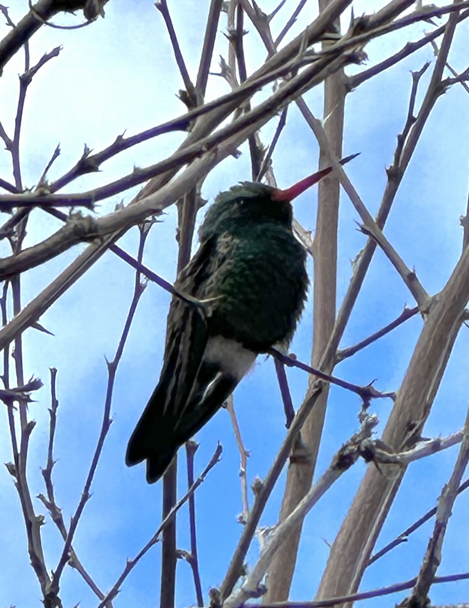 Broad-billed Hummingbird - ML614321328