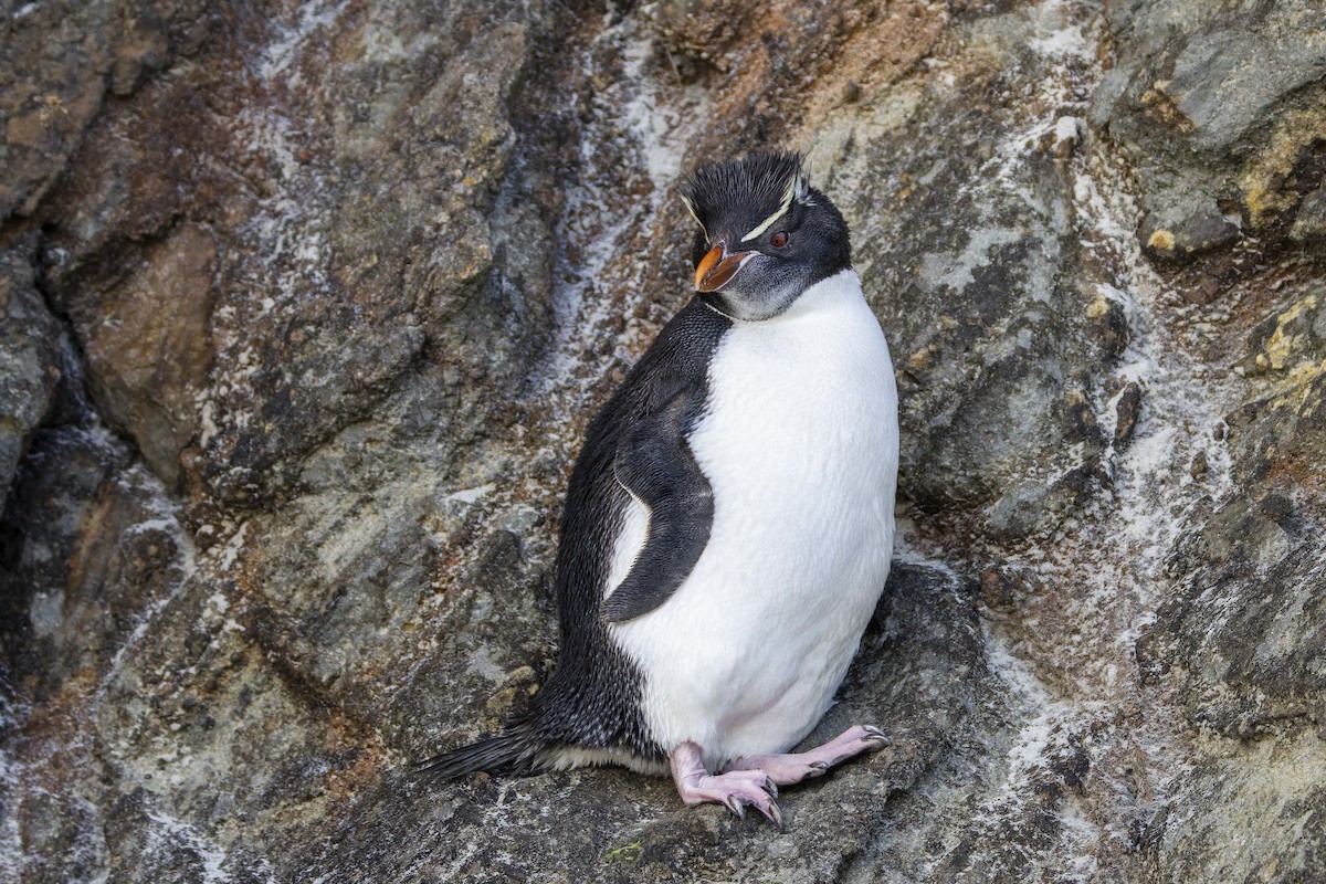 Pingüino Saltarrocas Meridional (filholi) - ML614321566
