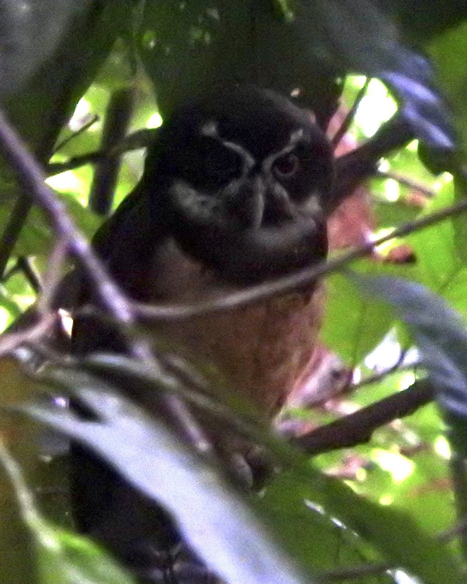 Spectacled Owl - Justus P