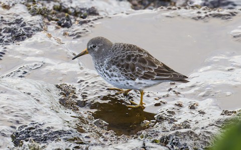 Rock Sandpiper - James Kennerley