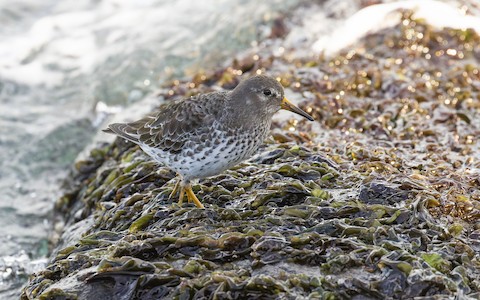 Rock Sandpiper - James Kennerley