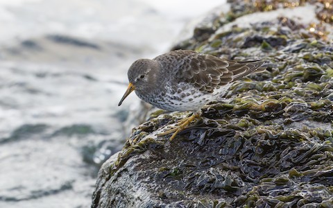 Rock Sandpiper - James Kennerley