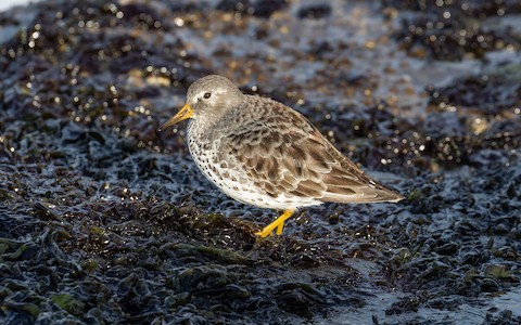 Rock Sandpiper - James Kennerley