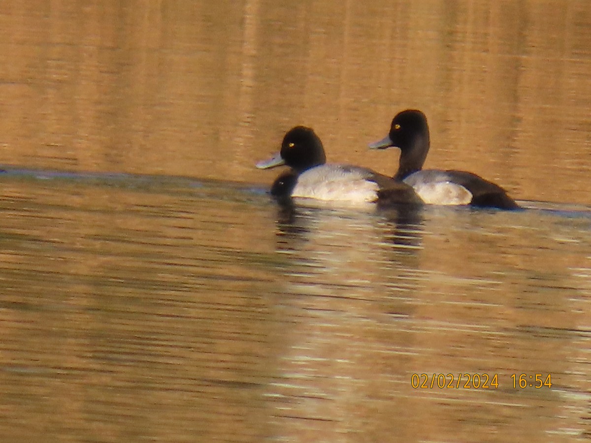 Greater Scaup - ML614321893