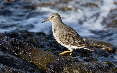 Rock Sandpiper - James Kennerley