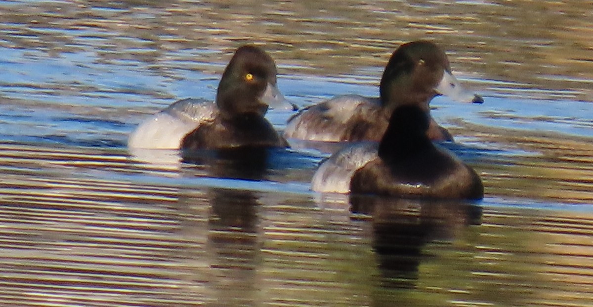 Greater Scaup - ML614321899