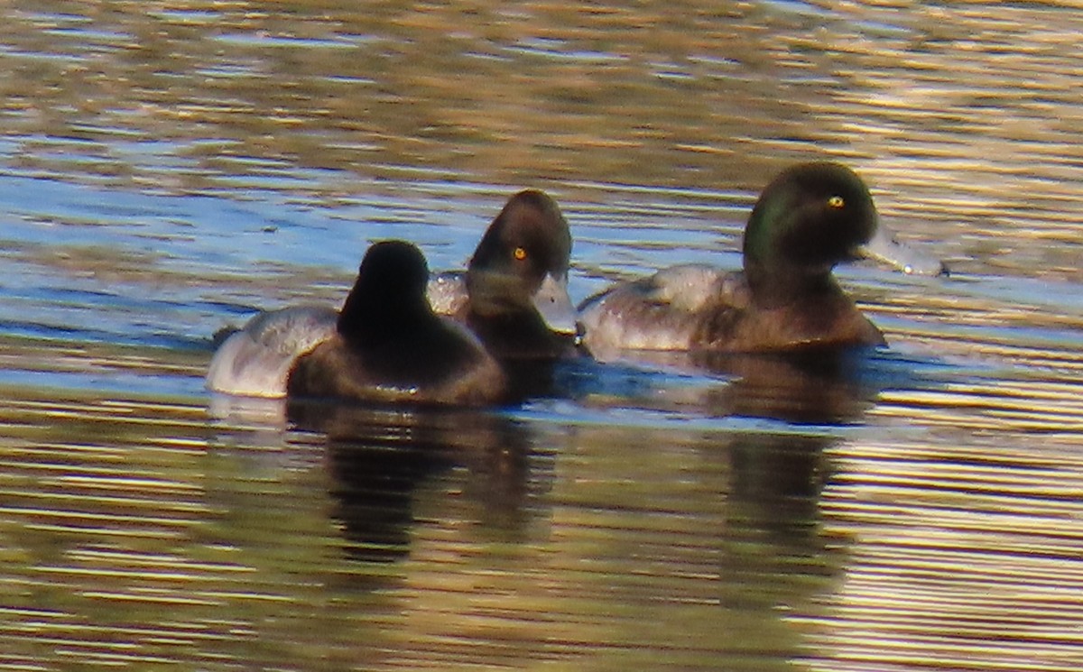 Greater Scaup - ML614321916