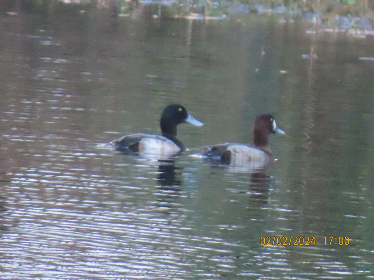 Greater Scaup - ML614321936