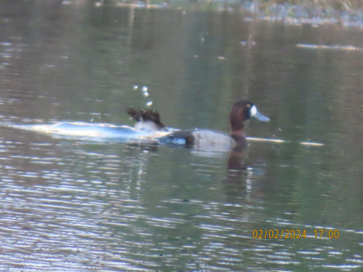 Greater Scaup - ML614321937