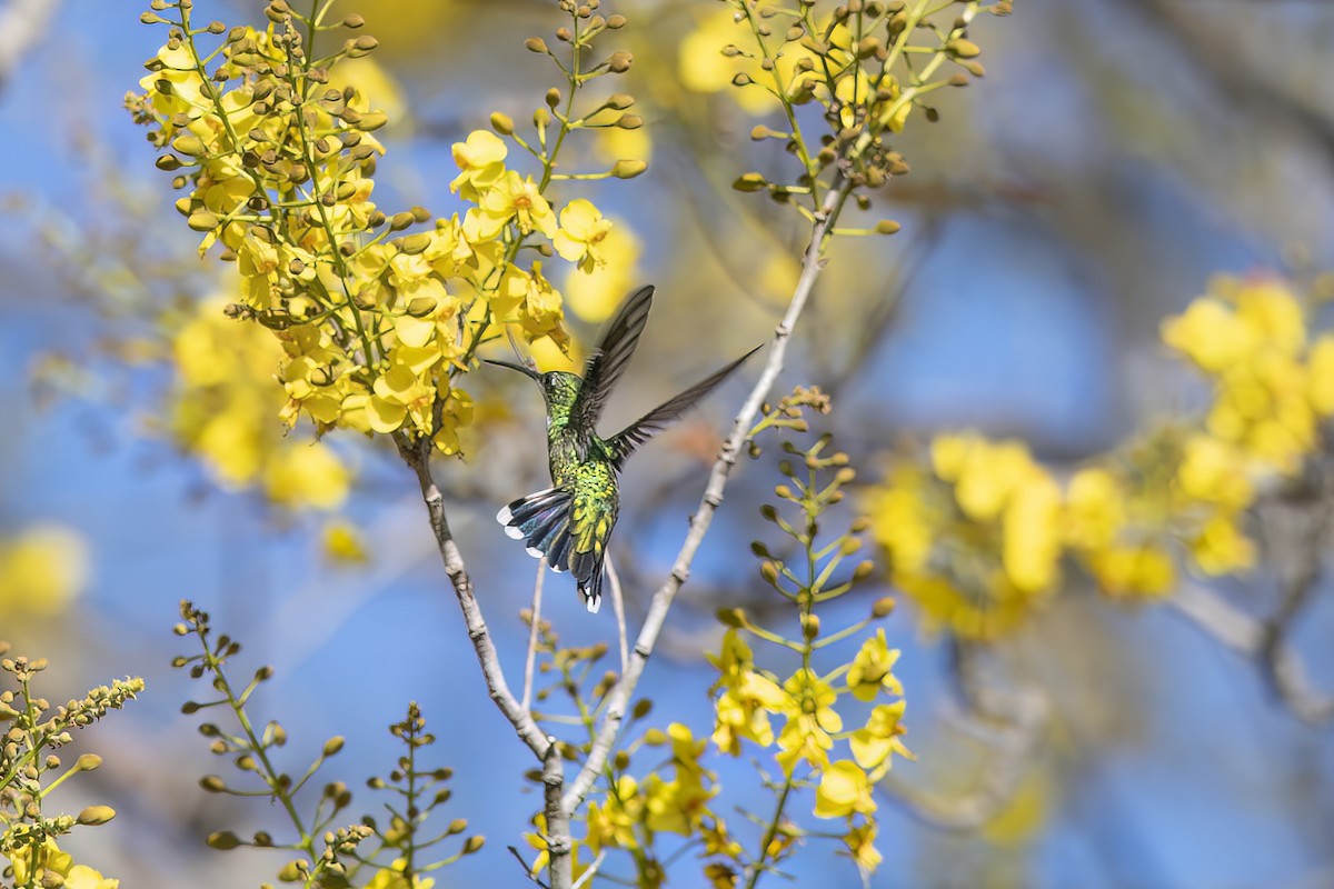 kolibřík lesklý - ML614321999