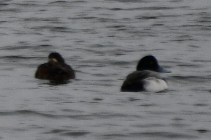 Greater Scaup - ML614322917