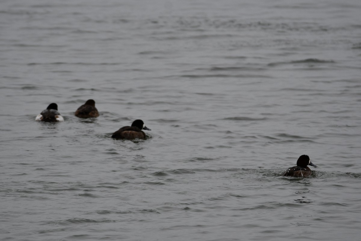 Greater Scaup - ML614322920