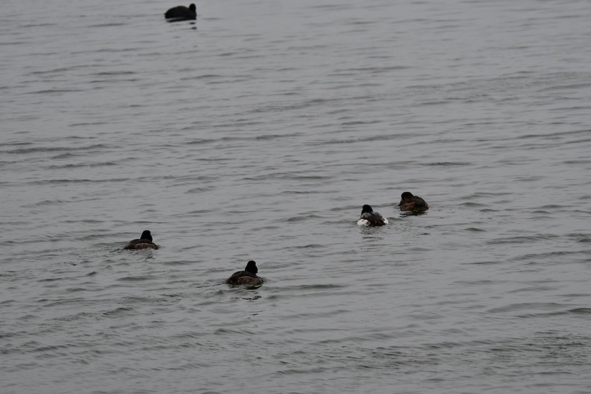 Greater Scaup - ML614322921