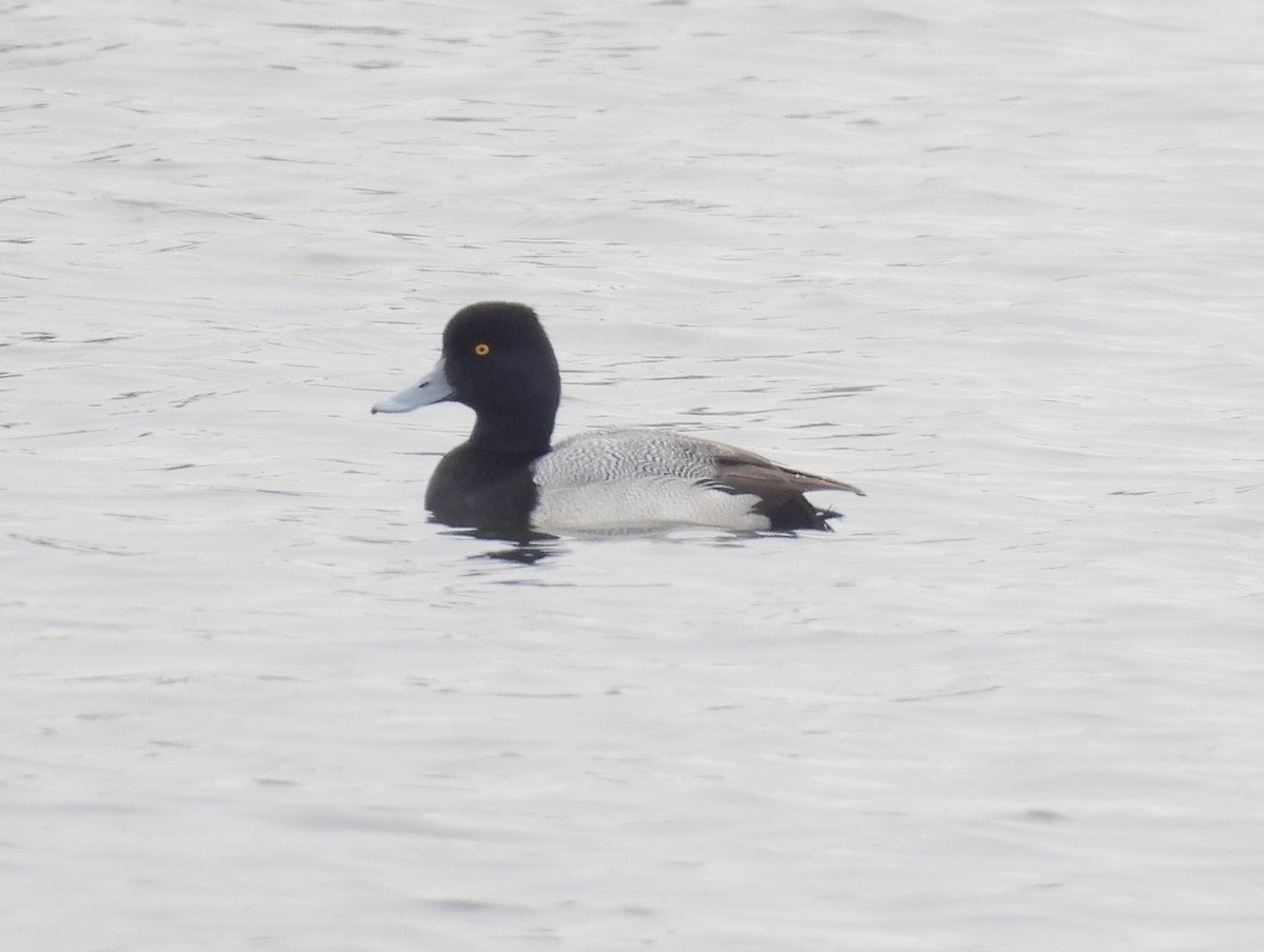 Greater Scaup - ML614322949