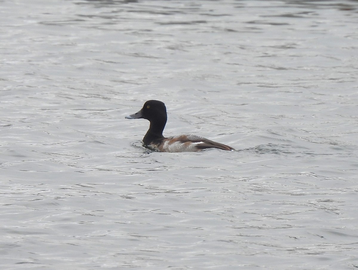 Greater Scaup - ML614322950