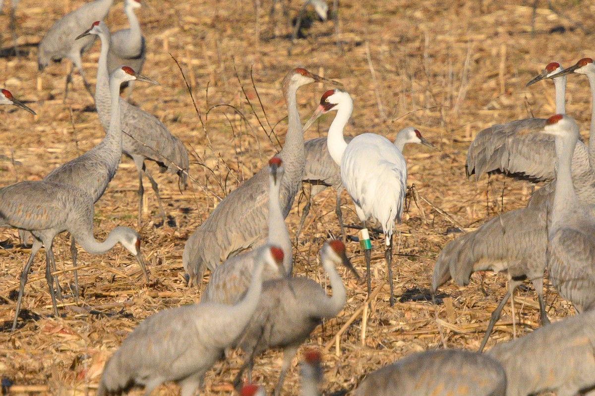 eBird Checklist 2 Feb 2024 Wheeler NWRWildlife Observation Pool