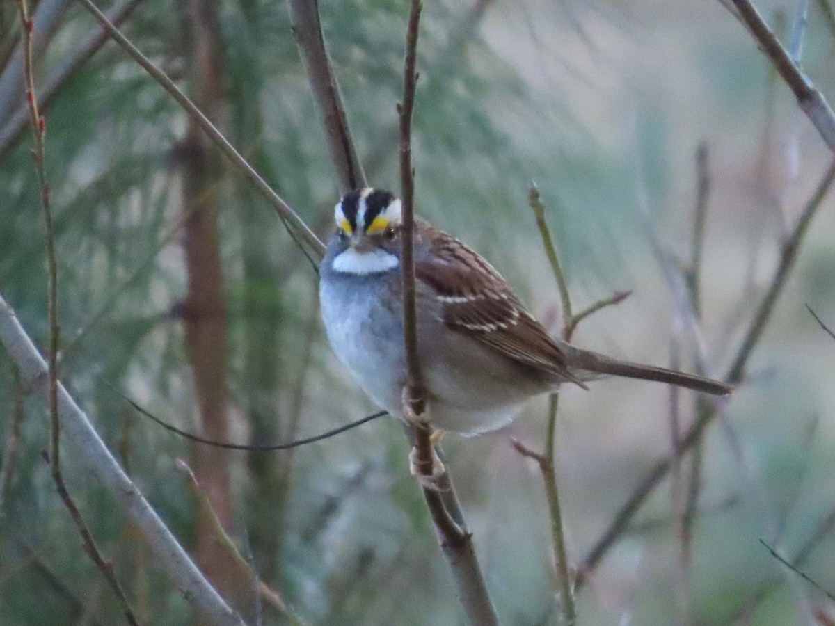 White-throated Sparrow - ML614323222