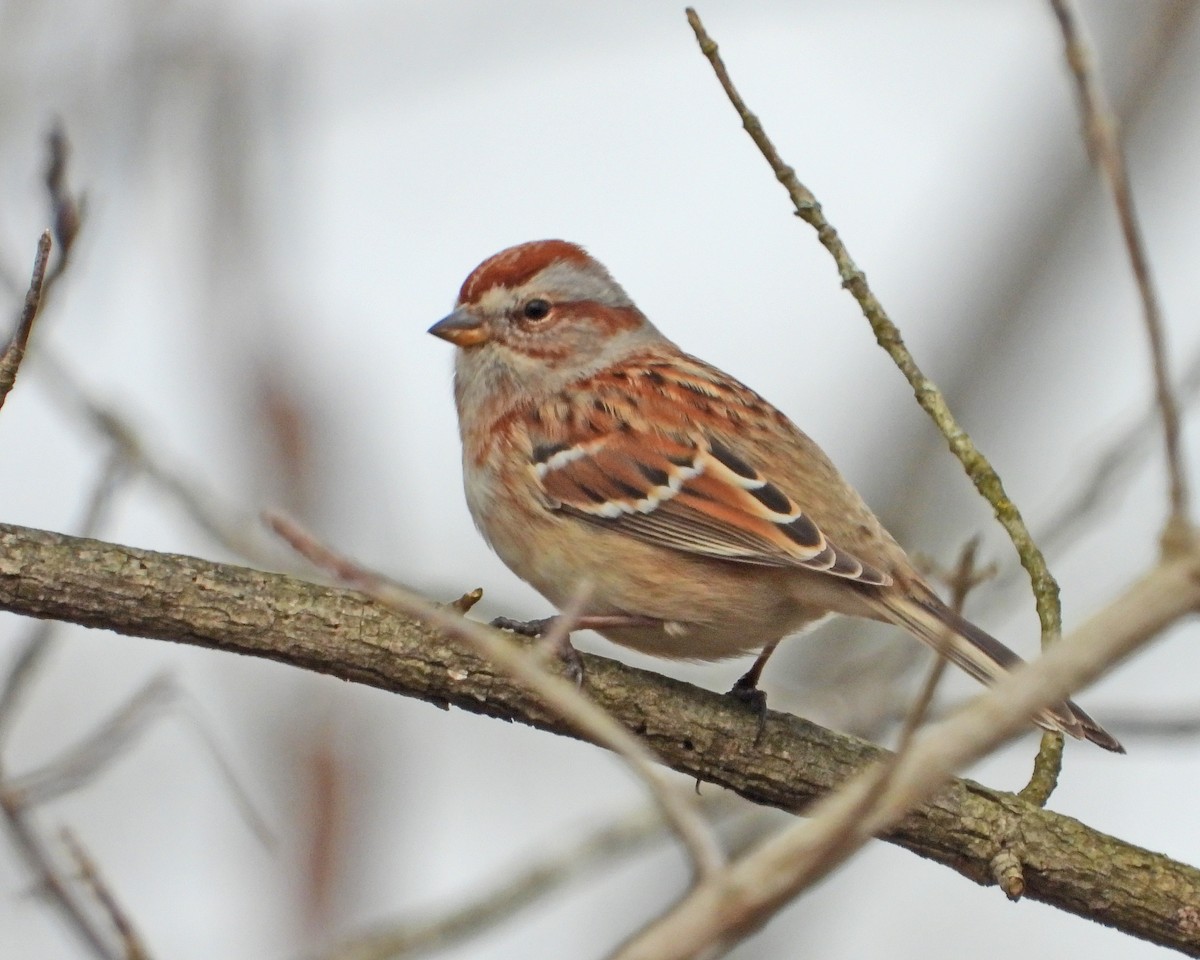 American Tree Sparrow - ML614323296