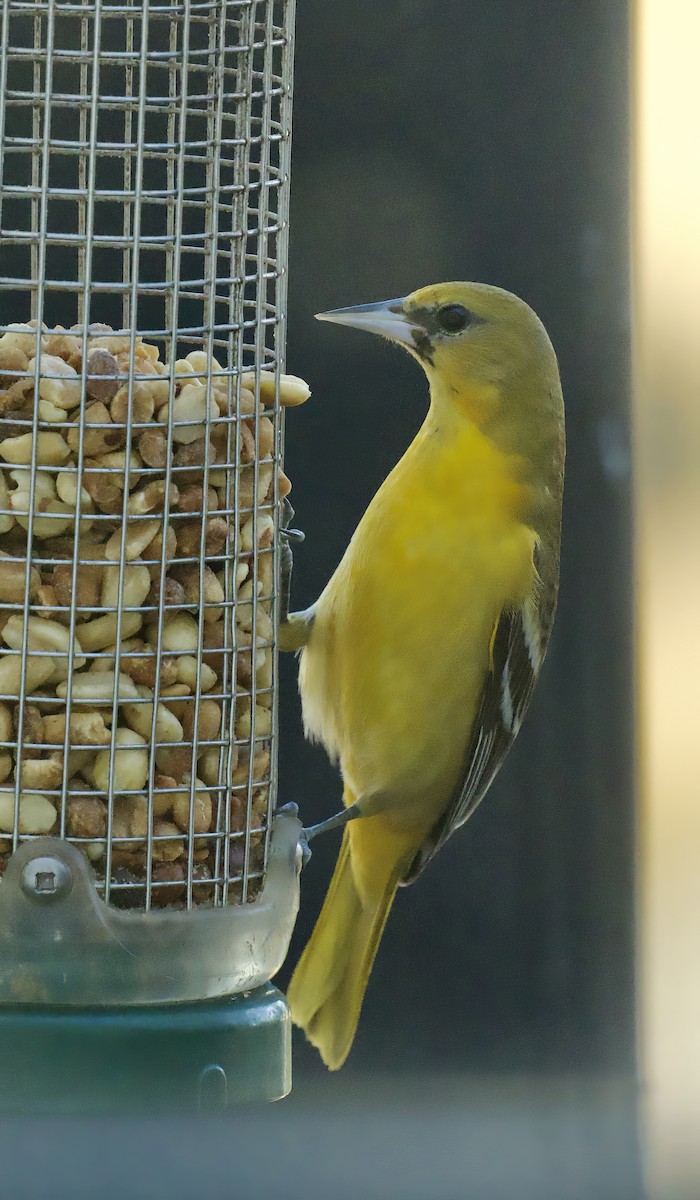 Orchard Oriole - ML614323578