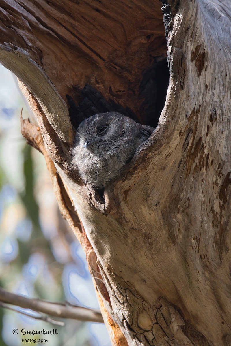 Australian Owlet-nightjar - ML614323581