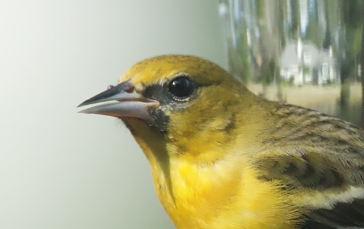 Orchard Oriole - ML614323585