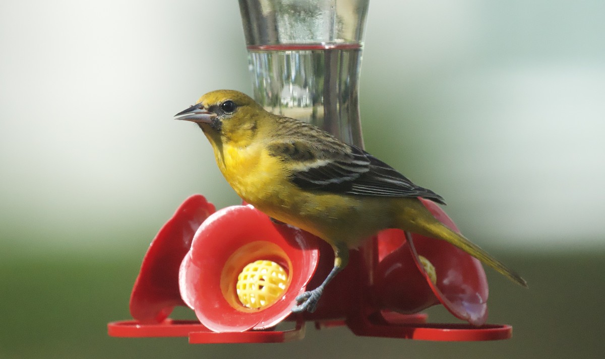 Orchard Oriole - ML614323588