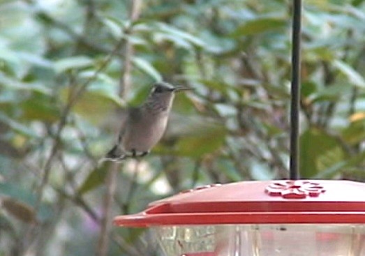 Calliope Hummingbird - ML614323683