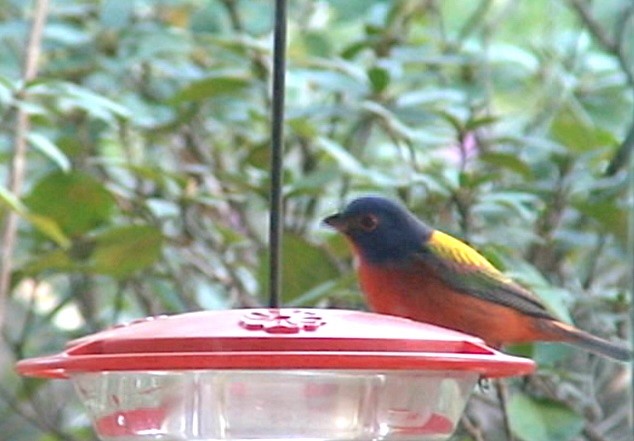 Painted Bunting - ML614323686