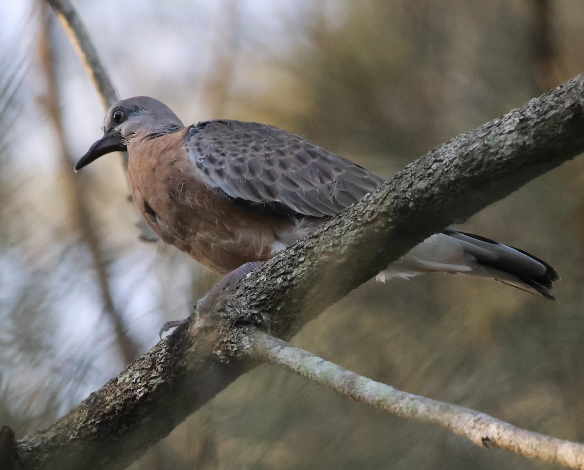 Spotted Dove - ML614323814
