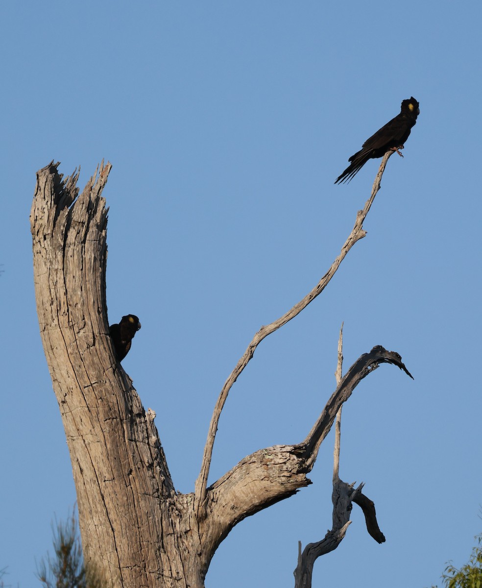 Yellow-tailed Black-Cockatoo - ML614323831