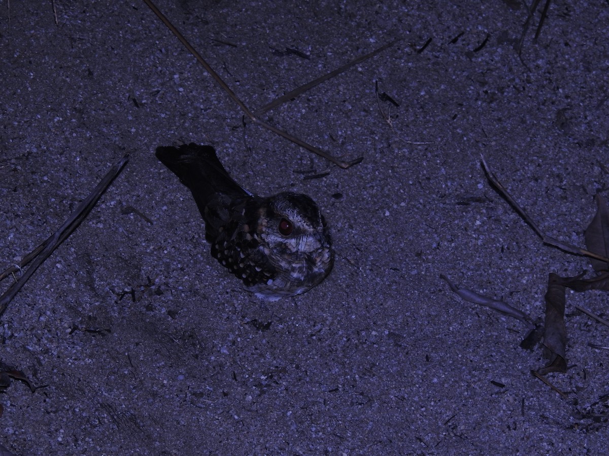 Spot-tailed Nightjar - ML614324011