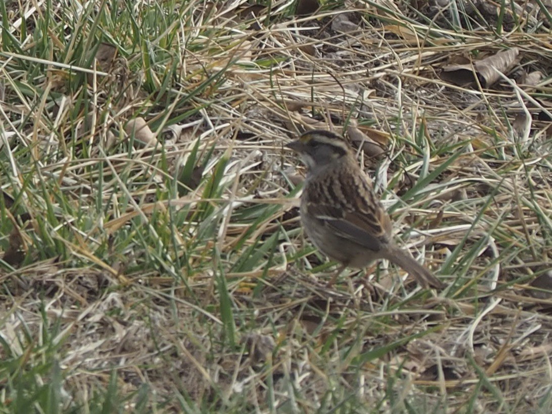 White-throated Sparrow - Maya Heubner