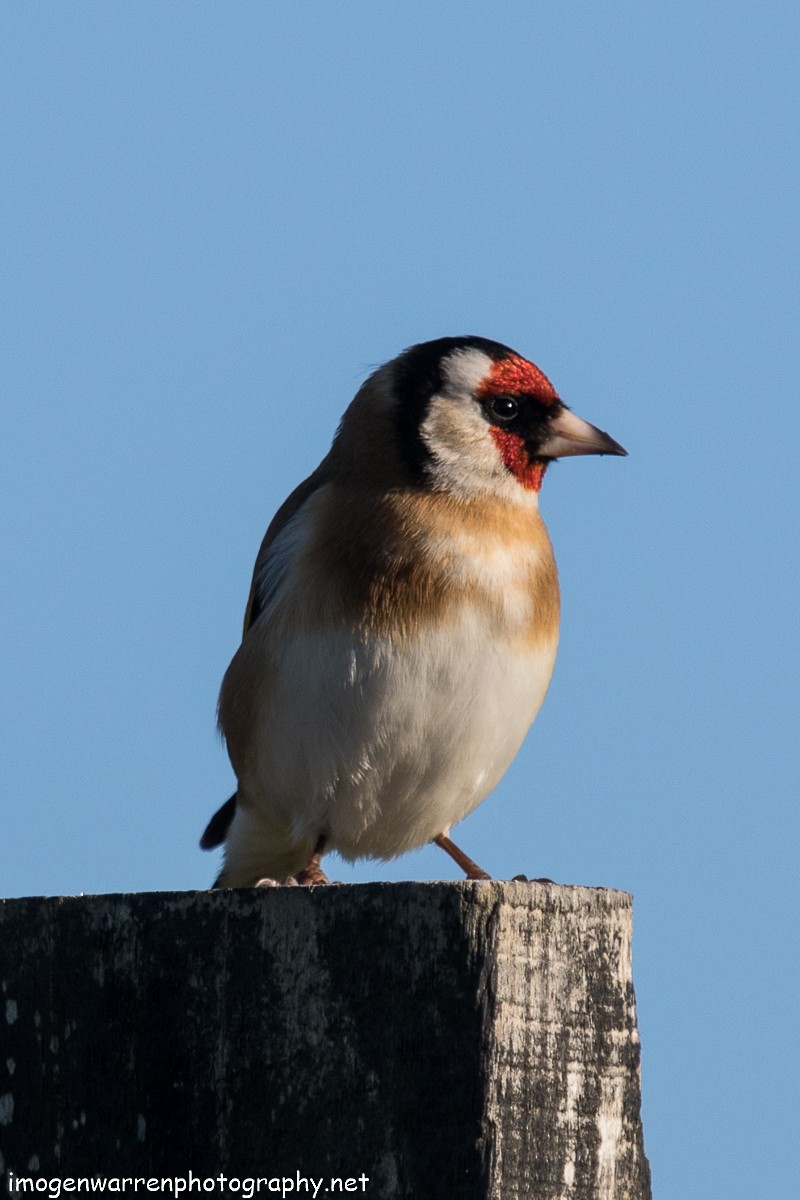 European Goldfinch - Imogen Warren
