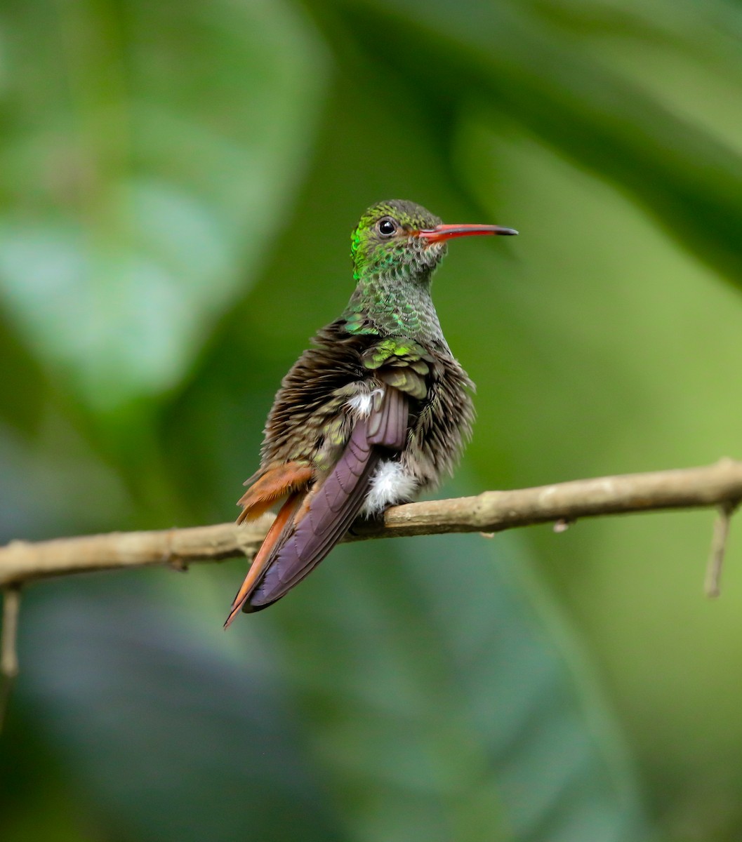 Rufous-tailed Hummingbird - ML614324294